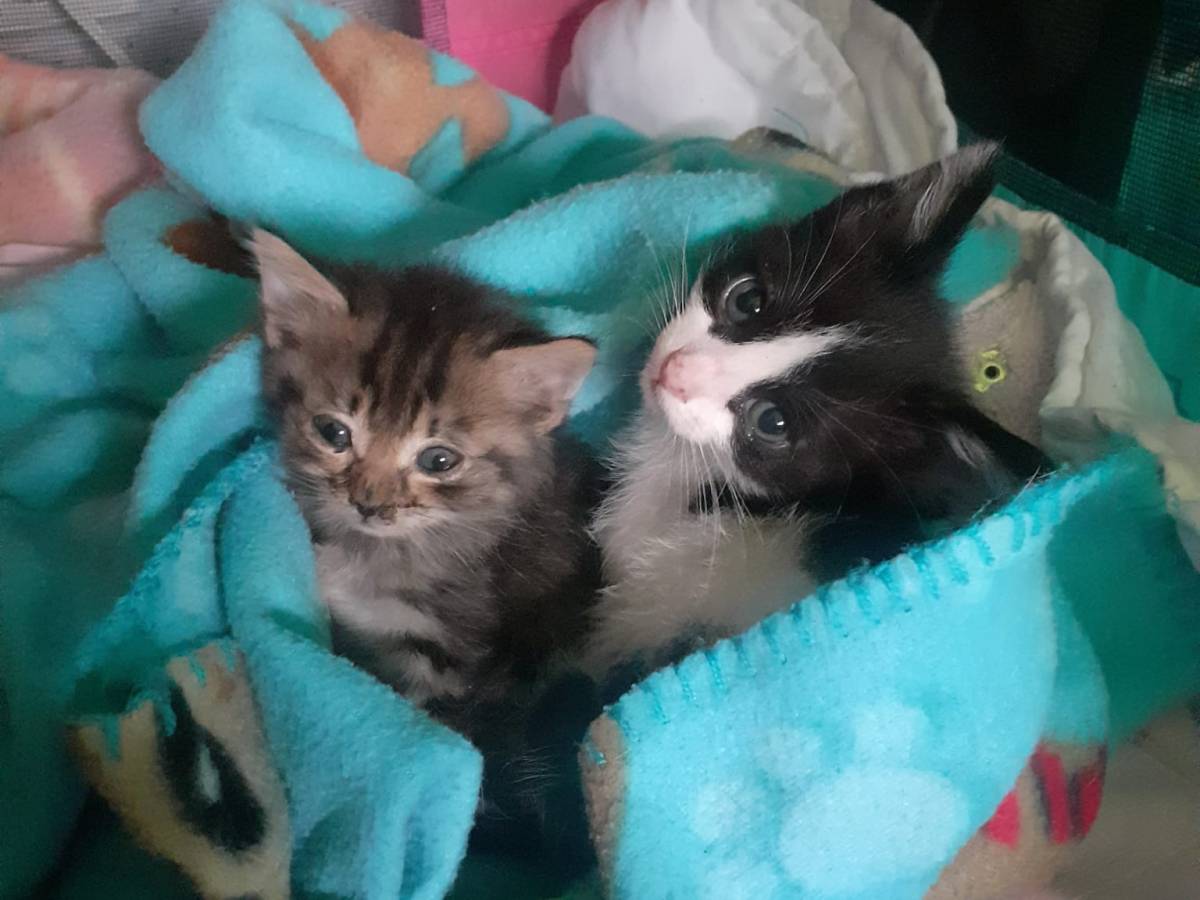 Gatitos en adopción