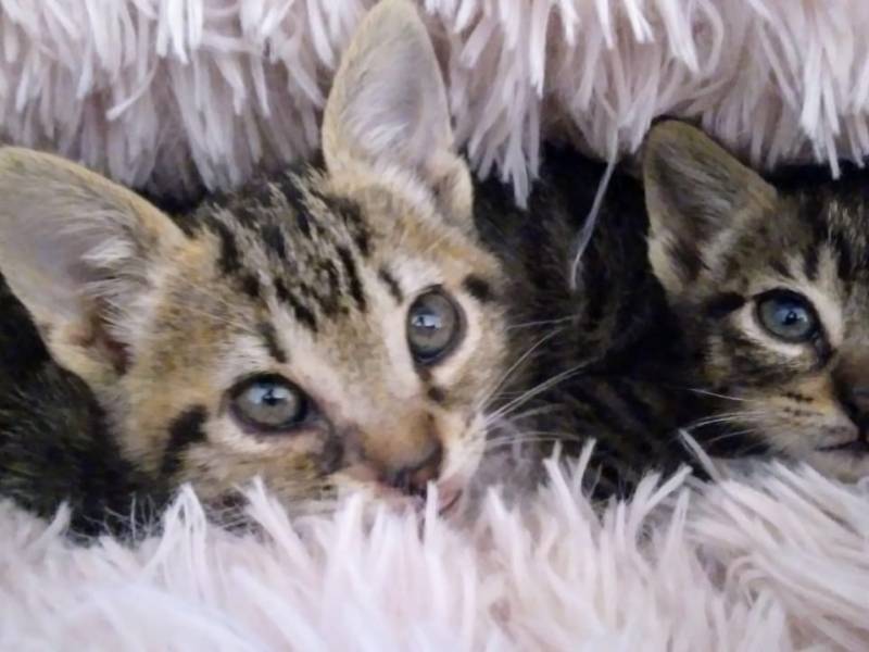 Gatitos en adopción